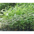 Agarwood Seedlings 1000unit