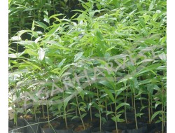 Agarwood Seedlings-Saplings