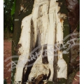 Agarwood Tree Logs 25 kg