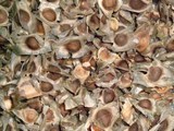 moringa seed