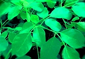 moringa tree