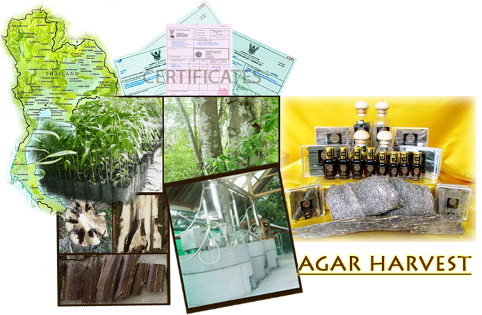 Thailand agarwood oudh gaharu